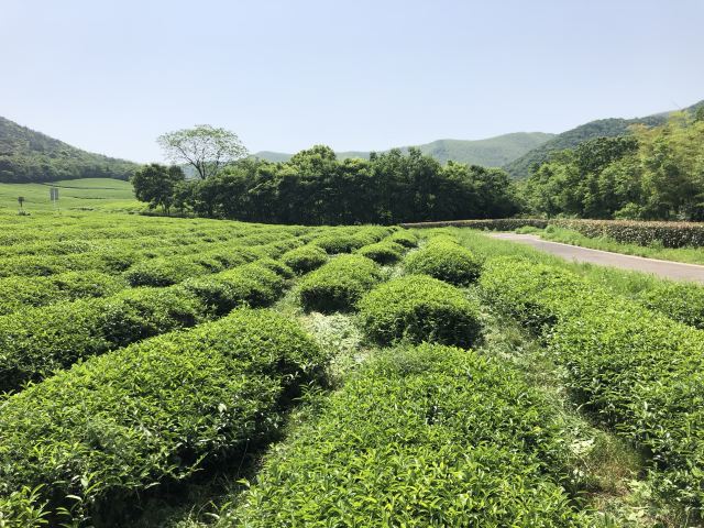 룽츠산(용지산) 자전거 공원