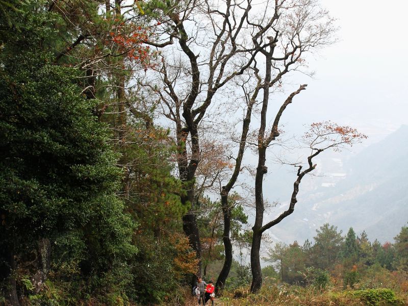 紅楓古道