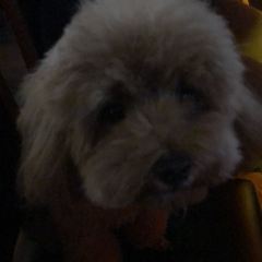 酷狗苑宠物店 User Photo