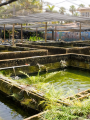 Neighborhood Fish Farm