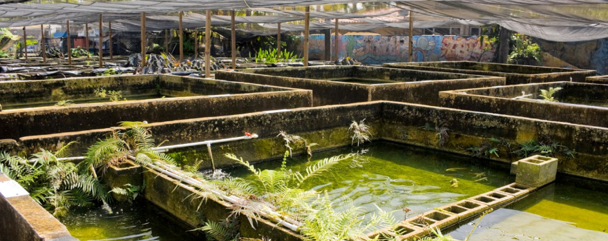 Neighborhood Fish Farm