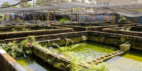 Neighborhood Fish Farm