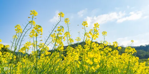 天人山水大地藝術園