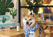 毛孩cafe2026 4 間人氣狗狗cafe推介，特設狗狗餐單及寵物打卡位的狗狗好去處