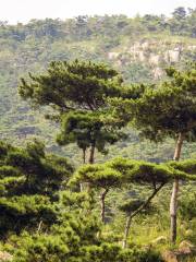 Linqu Black Pine Forest