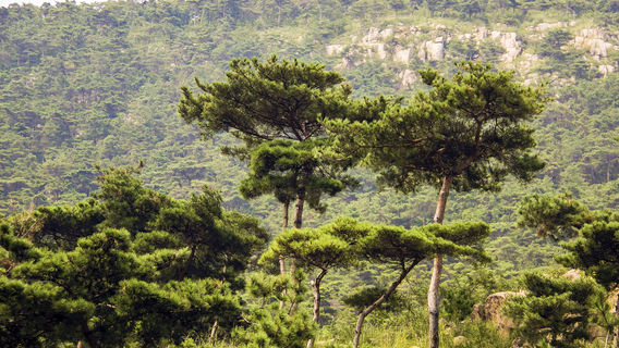 Linqu Black Pine Forest