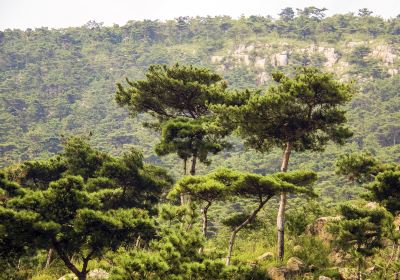 Linqu Black Pine Forest