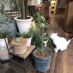 也行Cafe User Photo