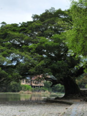 Big Banyan Scenic Spot