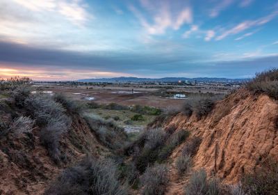 Ballona Wetlands