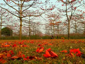 Joynal Abedin Shimul Garden