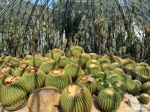 Hotels near Desert Plant Floras