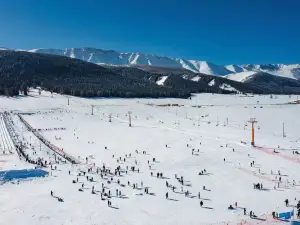 Скидное поле в стиле сосны