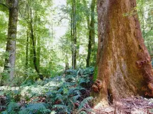 Rainforest Gallery
