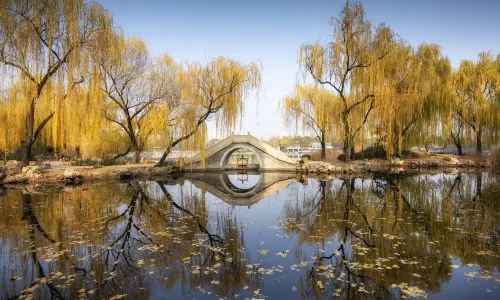 Purple Bamboo Park