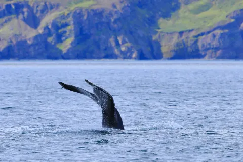 Whale Watching At Sea in Iceland