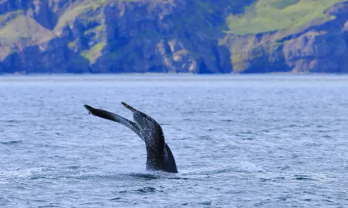 Whale Watching At Sea in Iceland