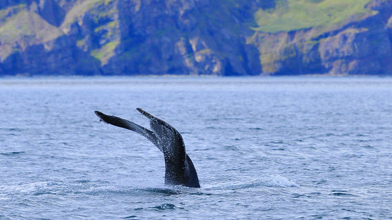 Whale Watching At Sea in Iceland