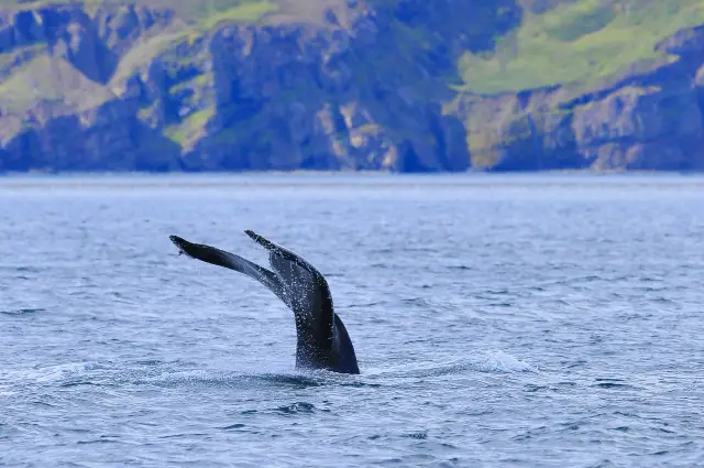 Whale Watching At Sea in Iceland
