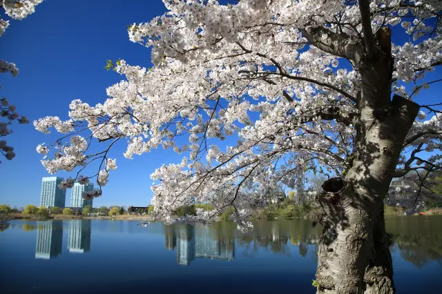 Cherry Blossom Viewing in Toronto