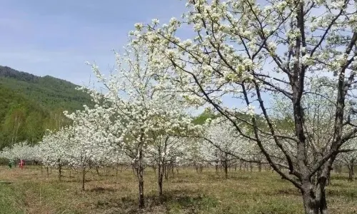 Fengyanshan Village