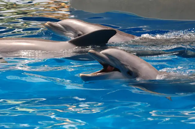 Dolphin Watching in Orlando