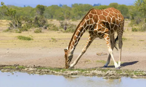 Ol Pejeta Conservancy