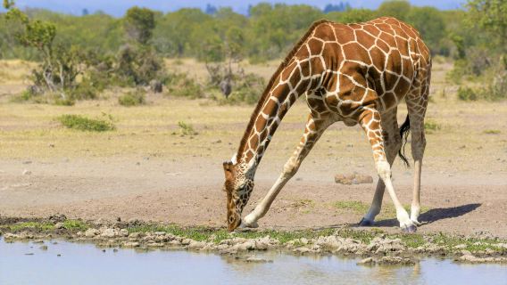 スウィート・ウォーターズ動物保護区