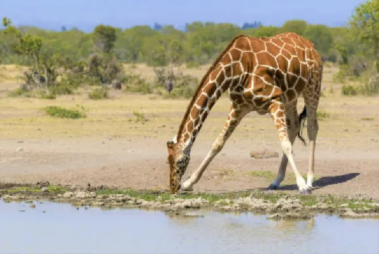 Ol Pejeta Conservancy