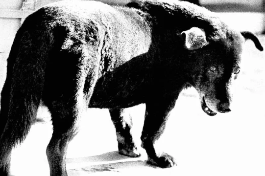 Daido Moriyama: Retrospective | FOTO ARSENAL WIEN