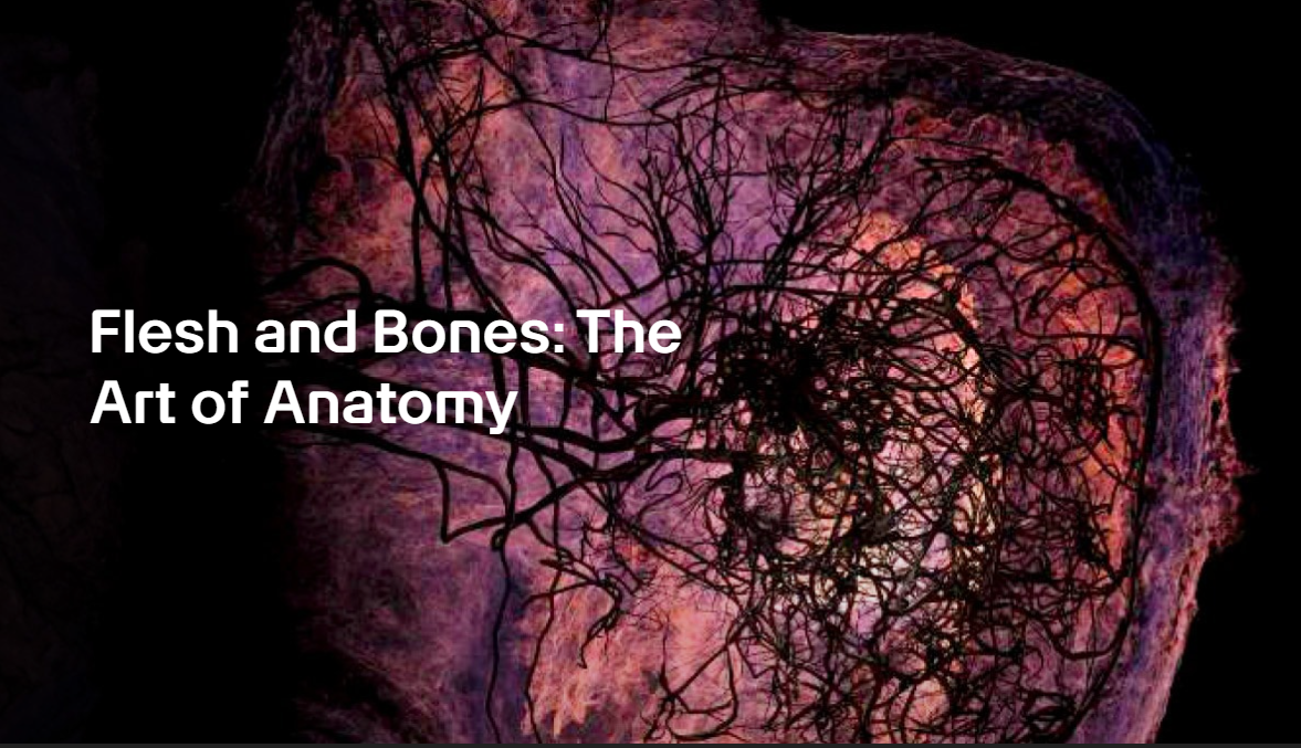 Flesh and Bones: The Art of Anatomy | ArtScience Museum