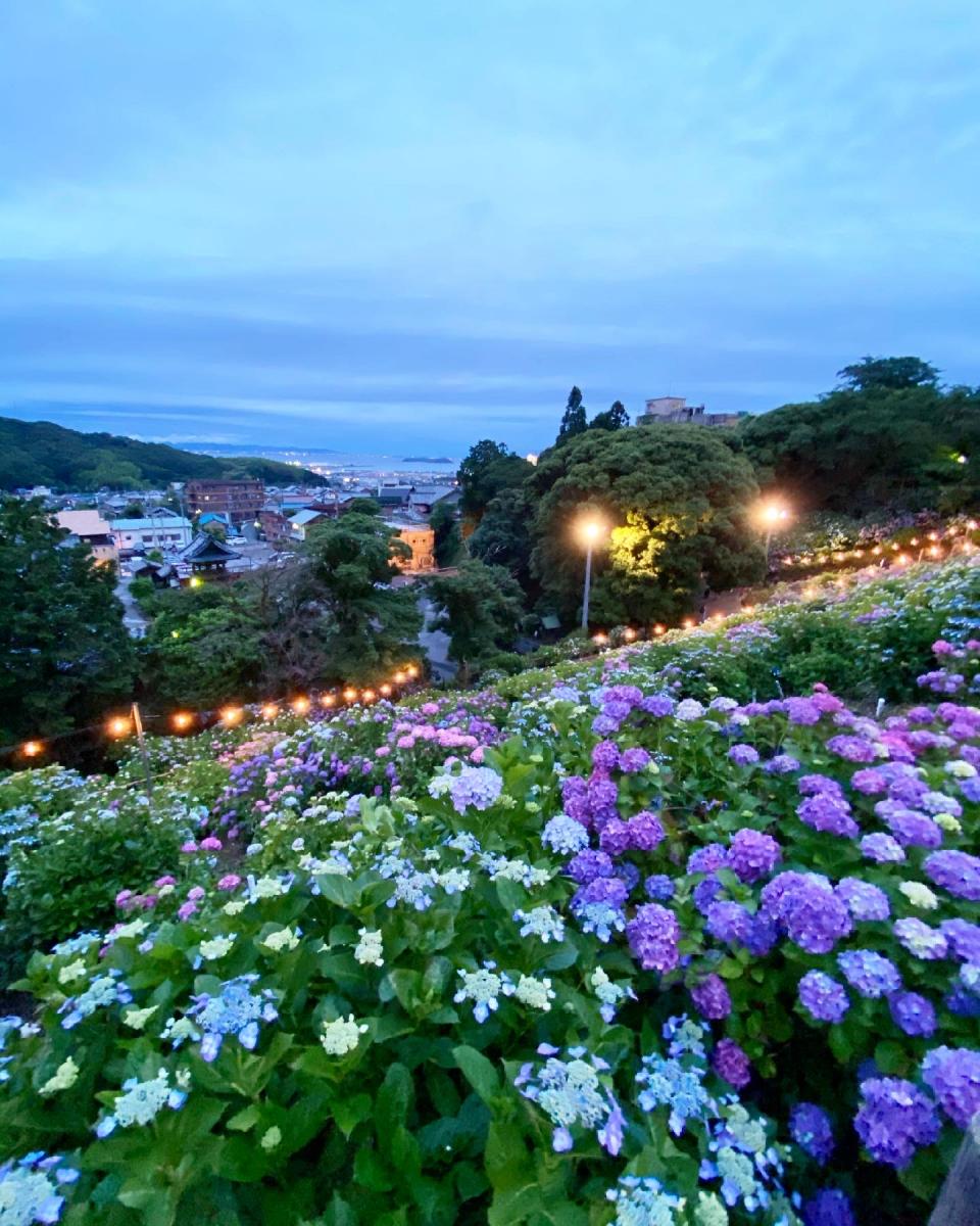 Katahara Hot Spring Hydrangea Festival | Gamagori