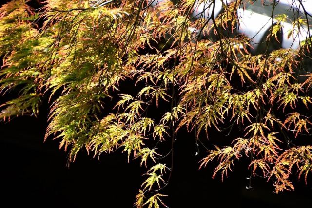東福寺