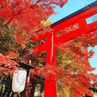 京都　下鴨神社
