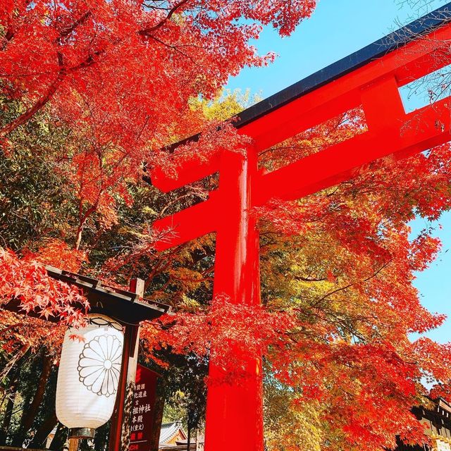 京都　下鴨神社