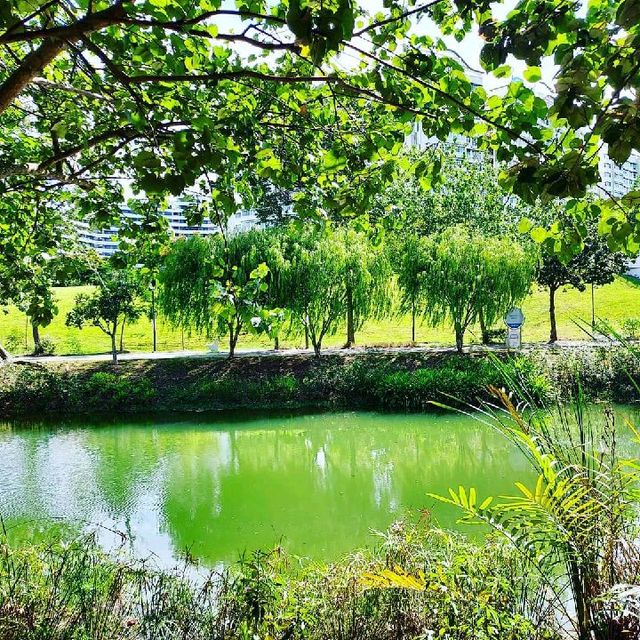 Nature In The City, Punggol Park