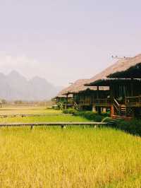 Floating on the rice field 