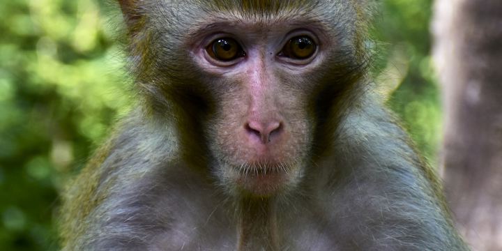Macaque Valley