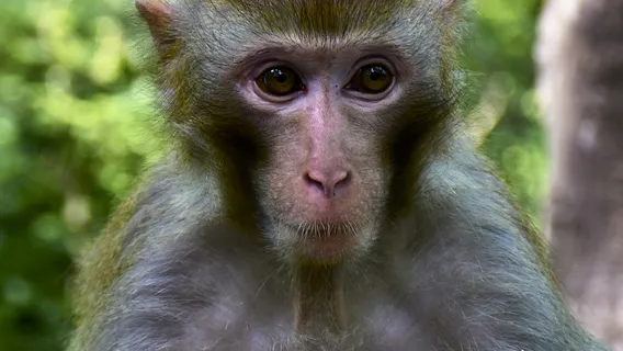 獼猴谷-獼猴表演區