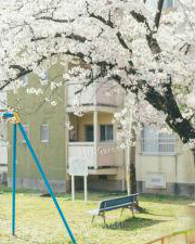 箕面桜並木通り 桜のトンネル