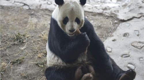 Yabuli Panda House