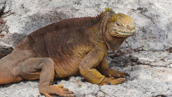 Booth Museum of Natural History