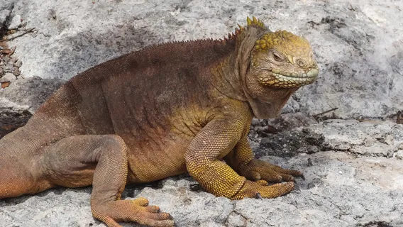 Booth Museum of Natural History
