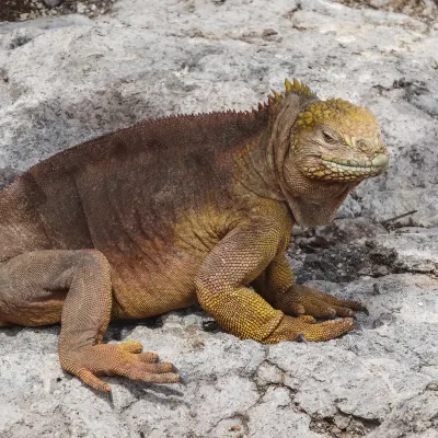 Отели рядом с достопримечательностью «Brighton Fishing Museum»
