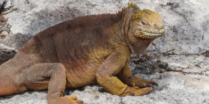 Booth自然歷史博物館