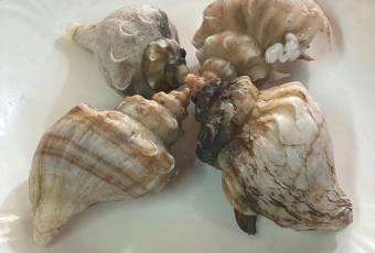 海鮮食堂 澤崎水產（3號店）用戶圖片