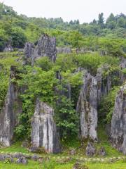 Sinan Stone Forest Tourist Area