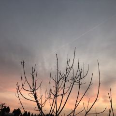 桃园坝农家乐·翘壳鱼·烤全羊·柴火鸡团建·家庭聚餐 User Photo
