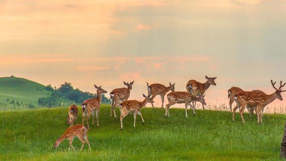 Royal Deer Garden