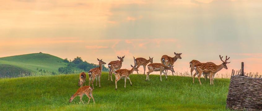 Royal Deer Garden